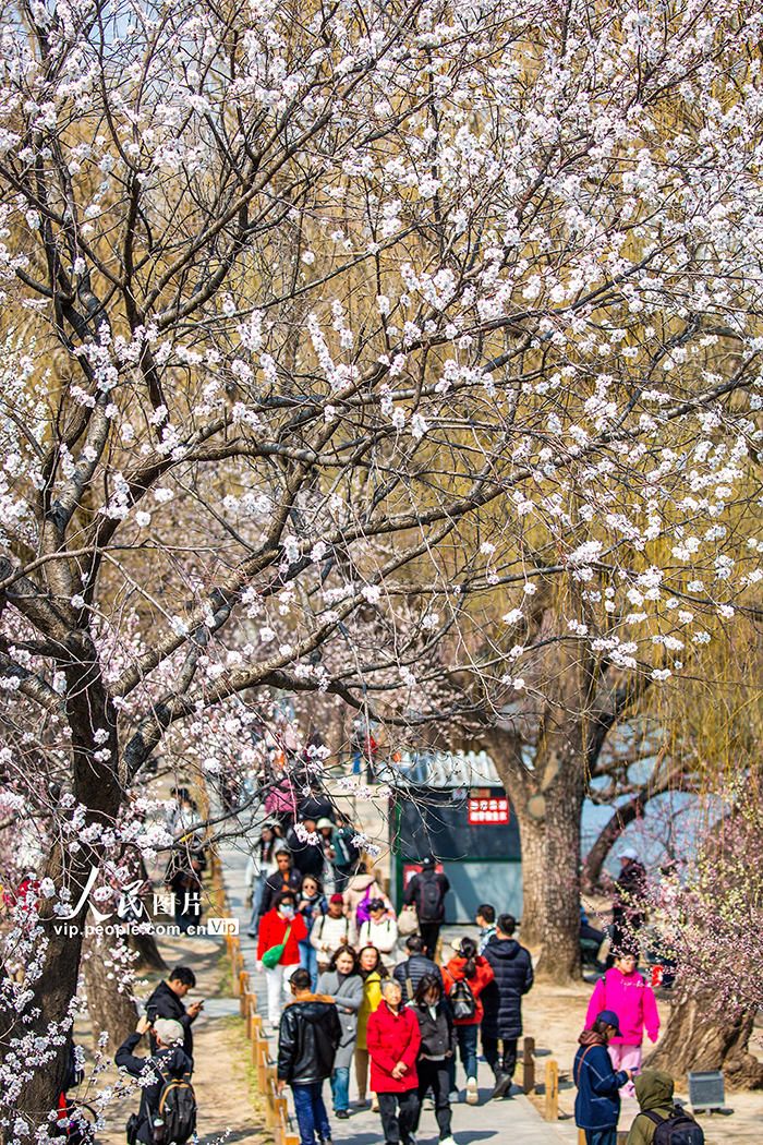 颐和园西堤桃花盛开【5】