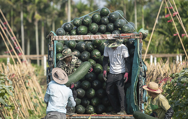 海南琼海：采收冬瓜