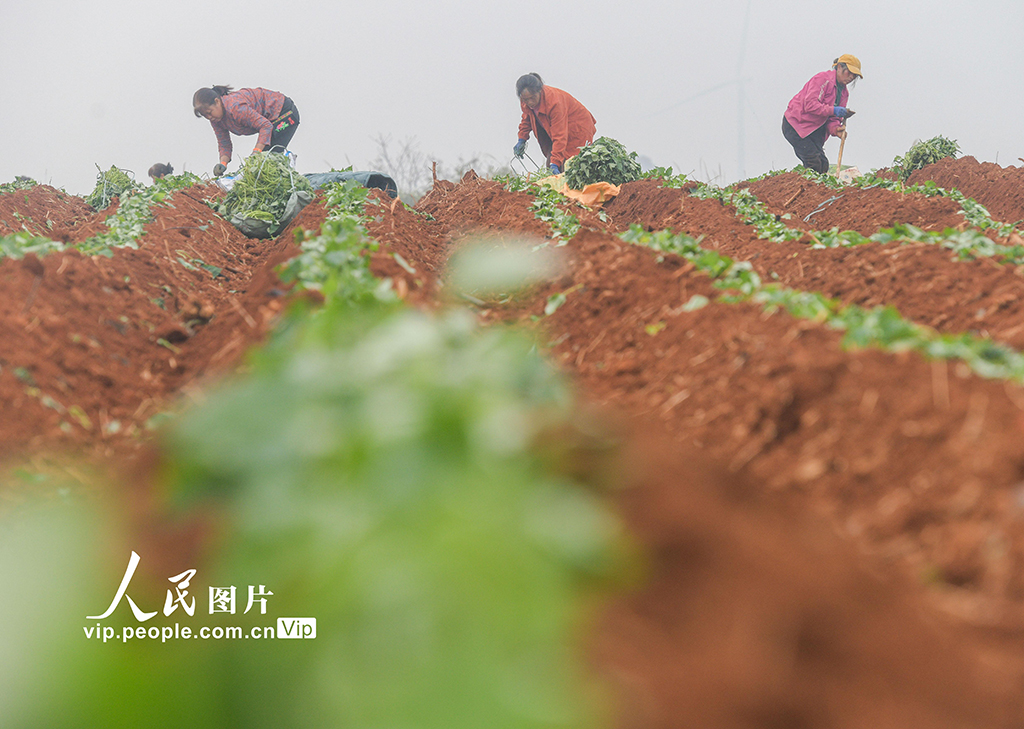 湖南道县：栽种红薯苗