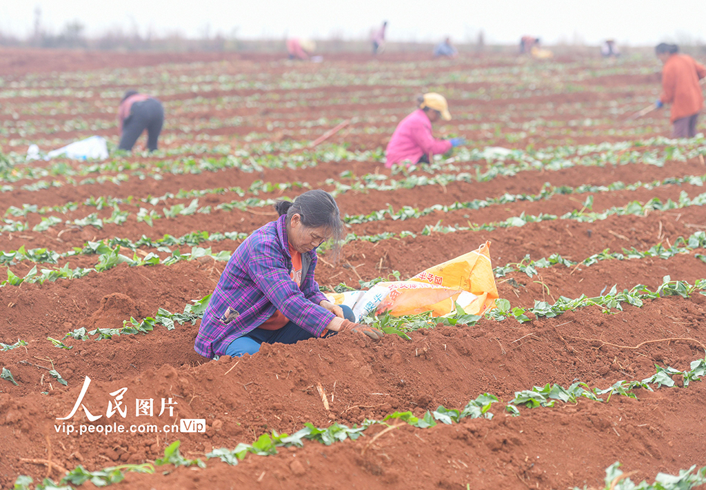 湖南道县：栽种红薯苗【3】