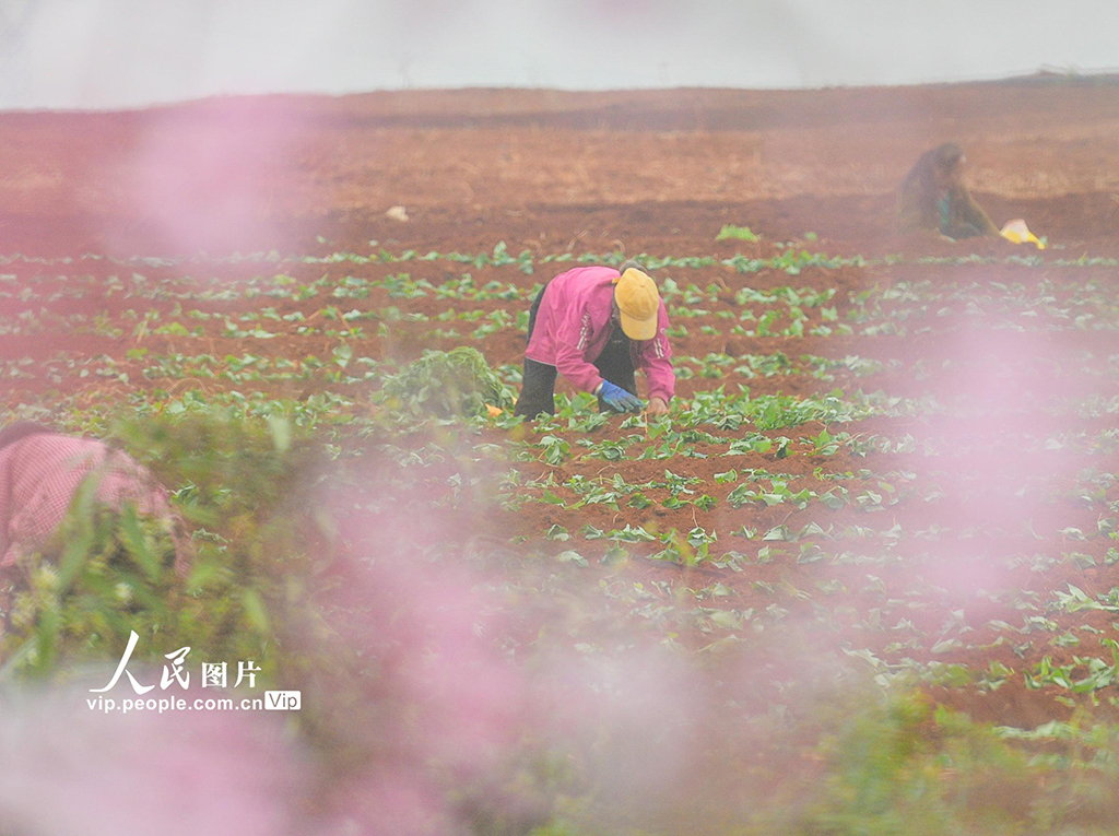 湖南道县：栽种红薯苗【2】