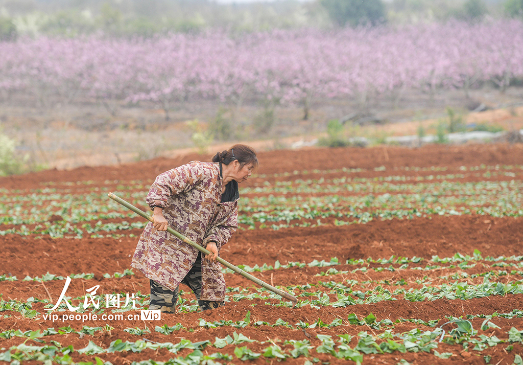 湖南道县：栽种红薯苗【4】