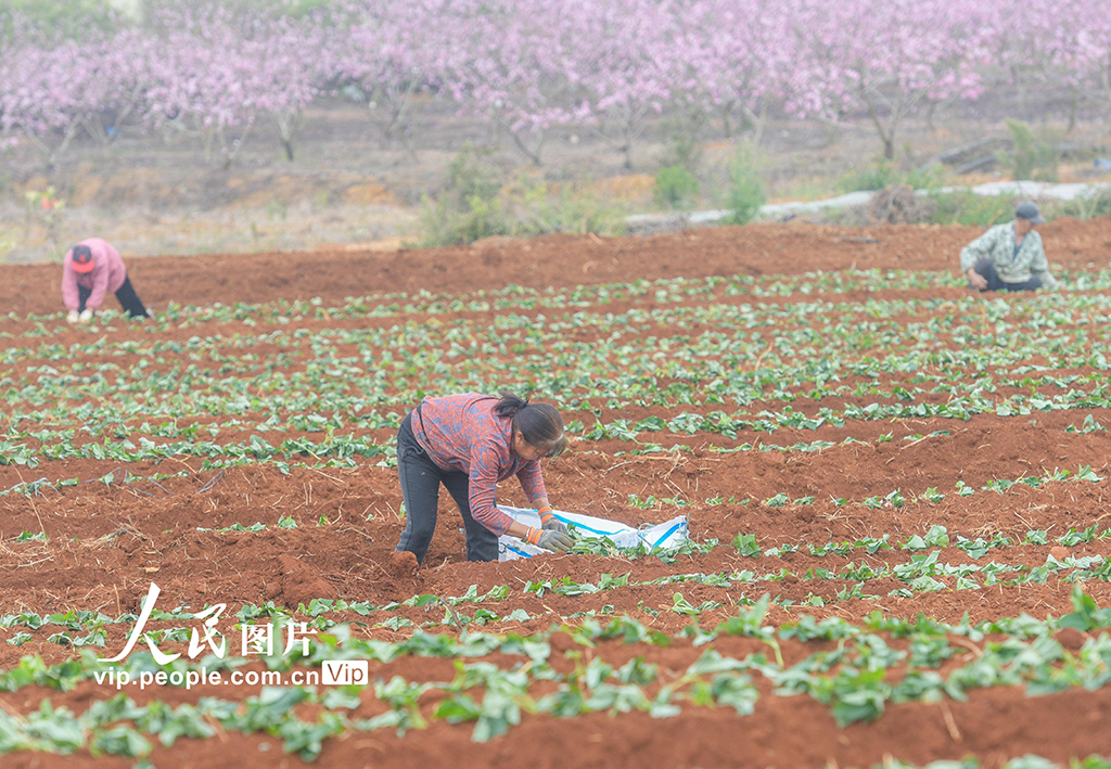 湖南道县：栽种红薯苗【7】