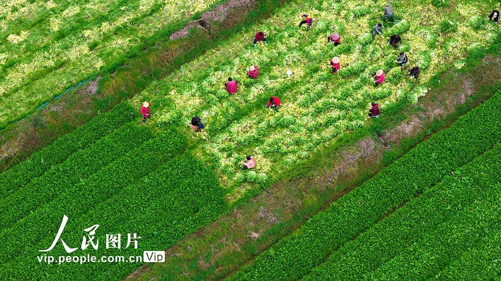 浙江杭州：人勤春来早