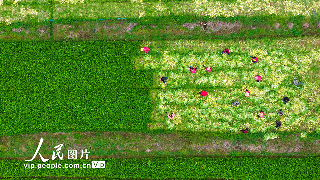 浙江杭州：人勤春来早【2】