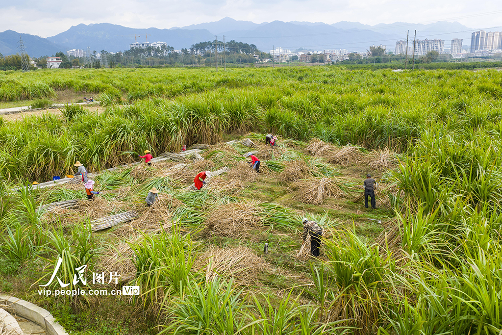 广西蒙山：采收甘蔗【4】
