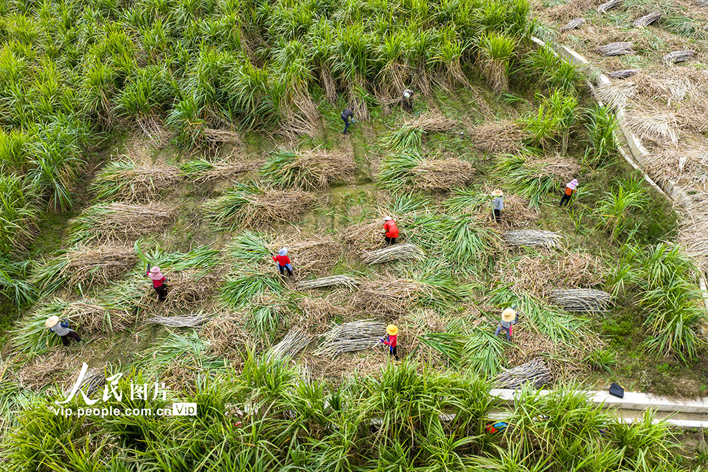 广西蒙山：采收甘蔗【5】