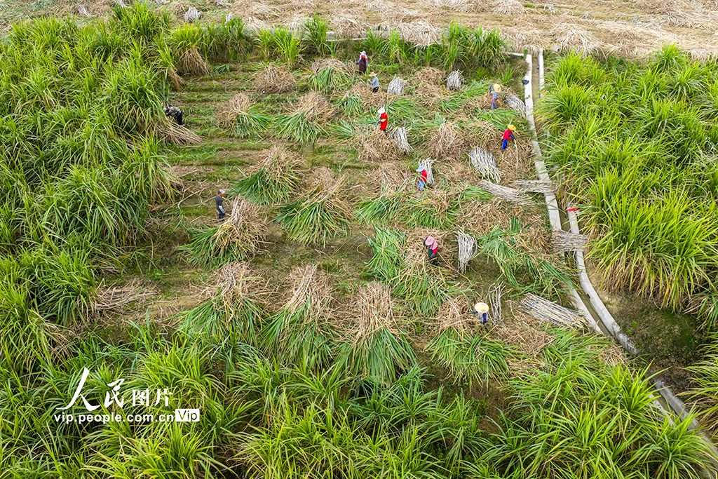 广西蒙山：采收甘蔗【2】