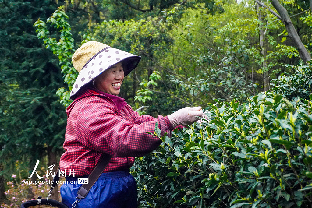 贵州晴隆：采摘春茶【5】