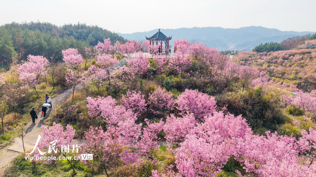 湖北英山：春日花海迎客来【3】