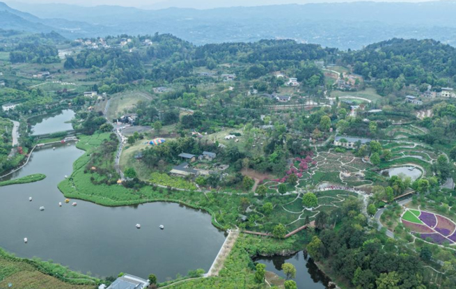 重庆巴南：“花海经济”扮靓乡村