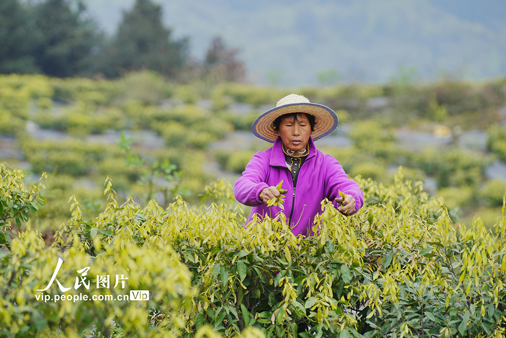 重庆：缙云甜茶采摘忙