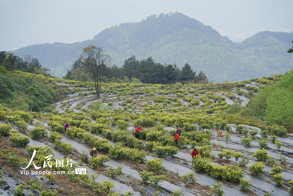 重庆：缙云甜茶采摘忙【5】