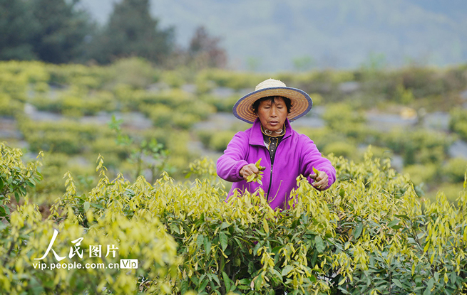 重庆：缙云甜茶采摘忙