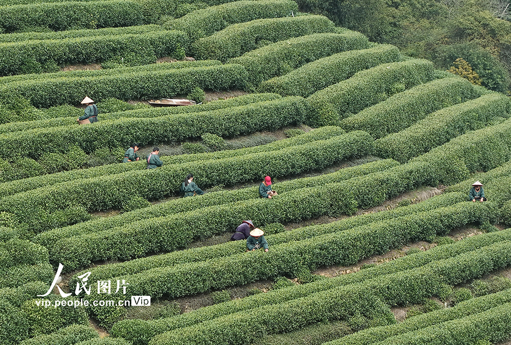 浙江杭州：“明前茶”采摘忙