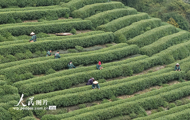 浙江杭州：“明前茶”采摘忙