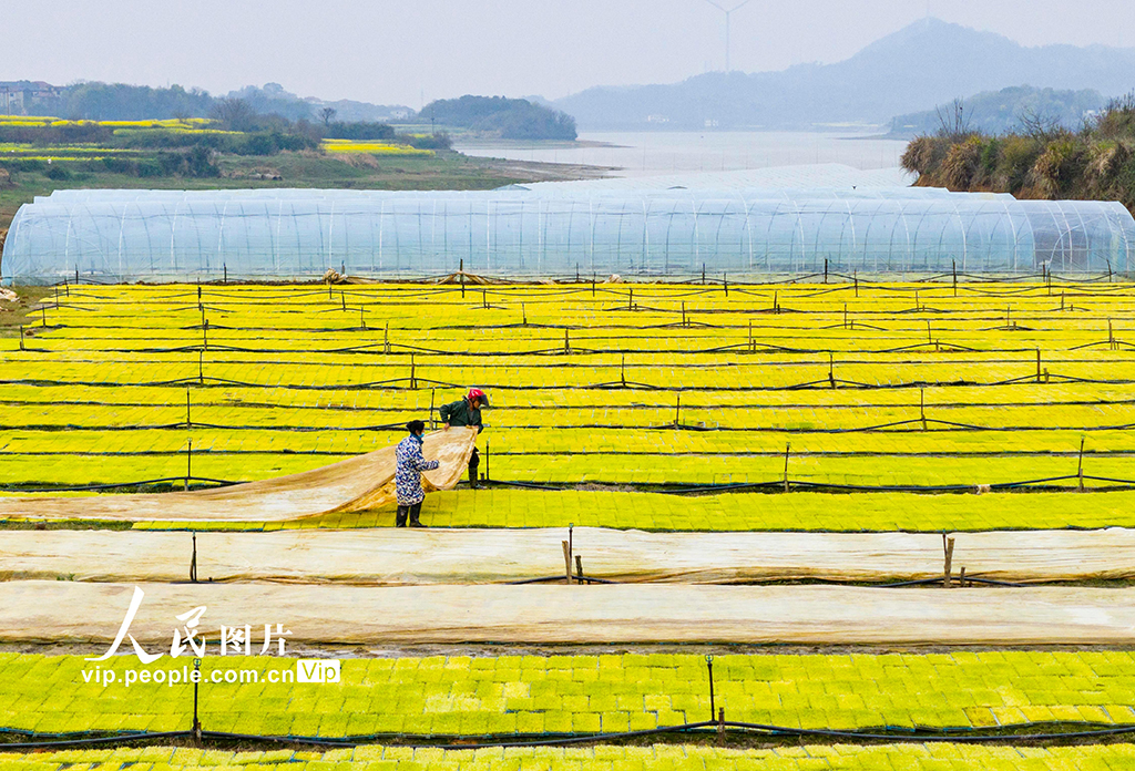 江西都昌：订单育秧助春耕【2】