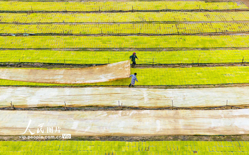 江西都昌：订单育秧助春耕