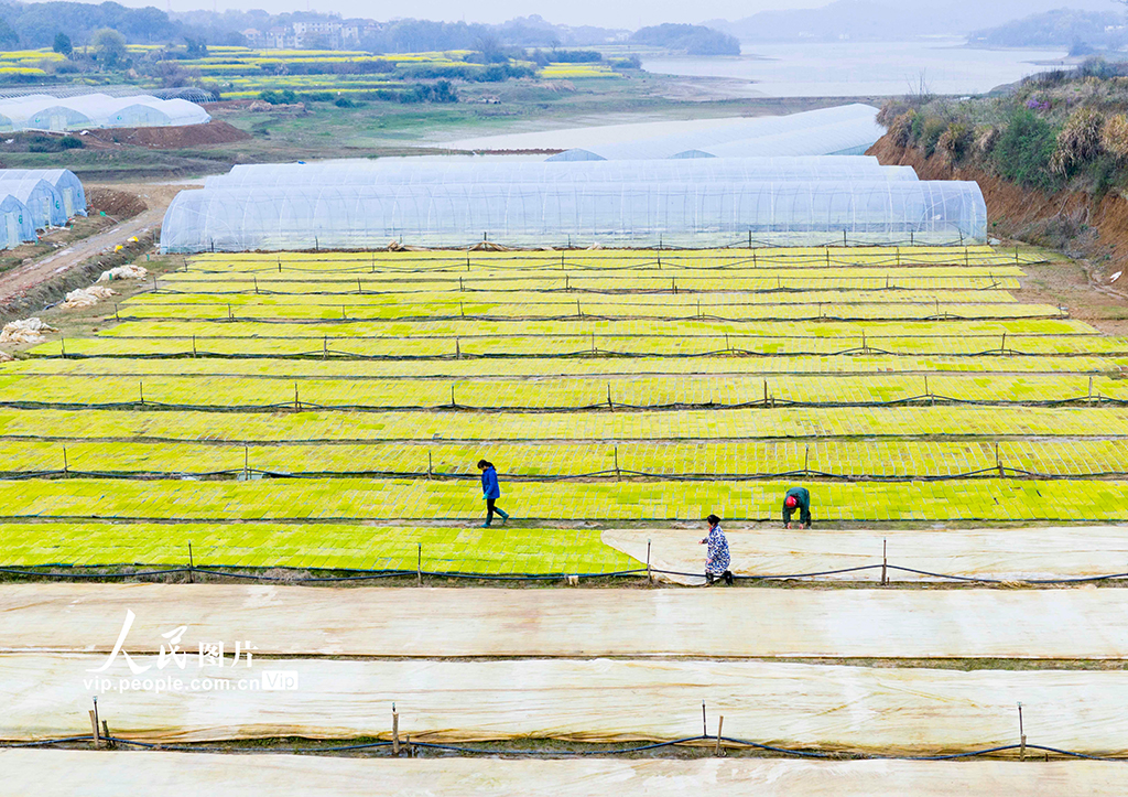 江西都昌：订单育秧助春耕【5】