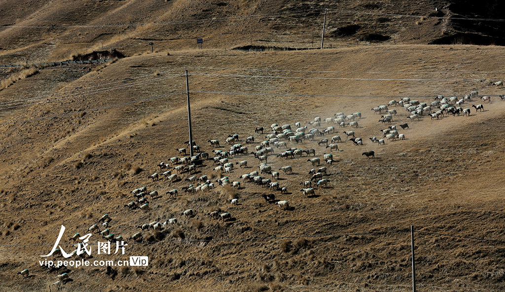 甘肃肃南：羊群返回冬季草场【4】