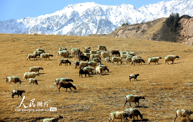 甘肃肃南：羊群返回冬季草场