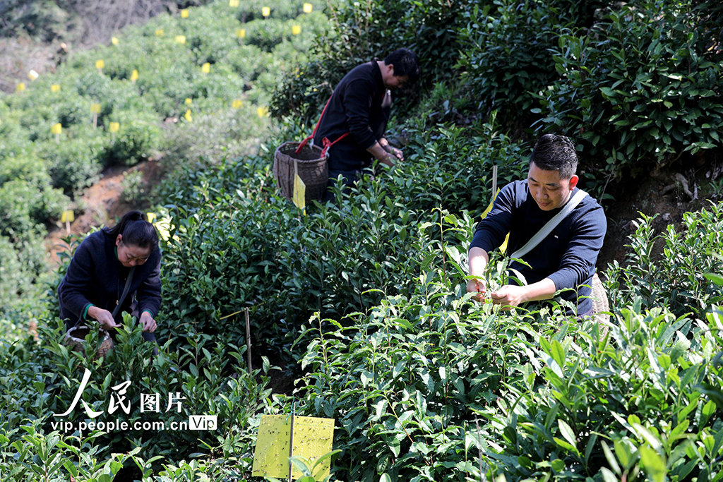 安徽黄山：采摘明前茶 供应市场【2】