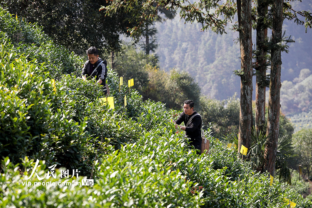 安徽黄山：采摘明前茶 供应市场【3】