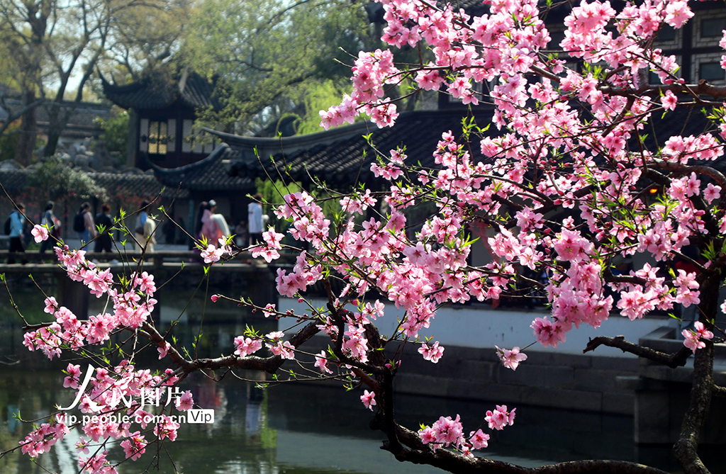 江苏苏州：拙政园桃花争奇斗艳【2】