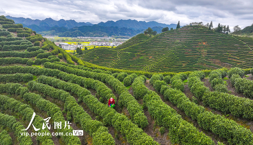 浙江淳安：千岛湖白茶开采【2】