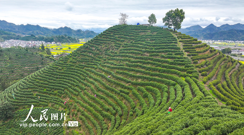 浙江淳安：千岛湖白茶开采