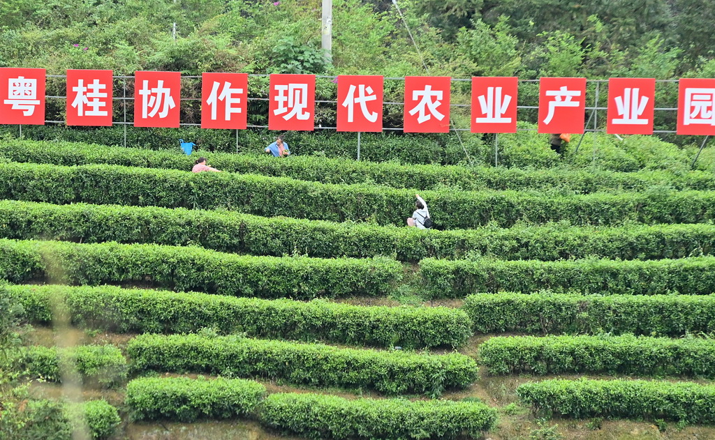 4月12日，在广西融水苗族自治县水融香粤桂配合当代农业产业园，茶农在茶山上采茶。