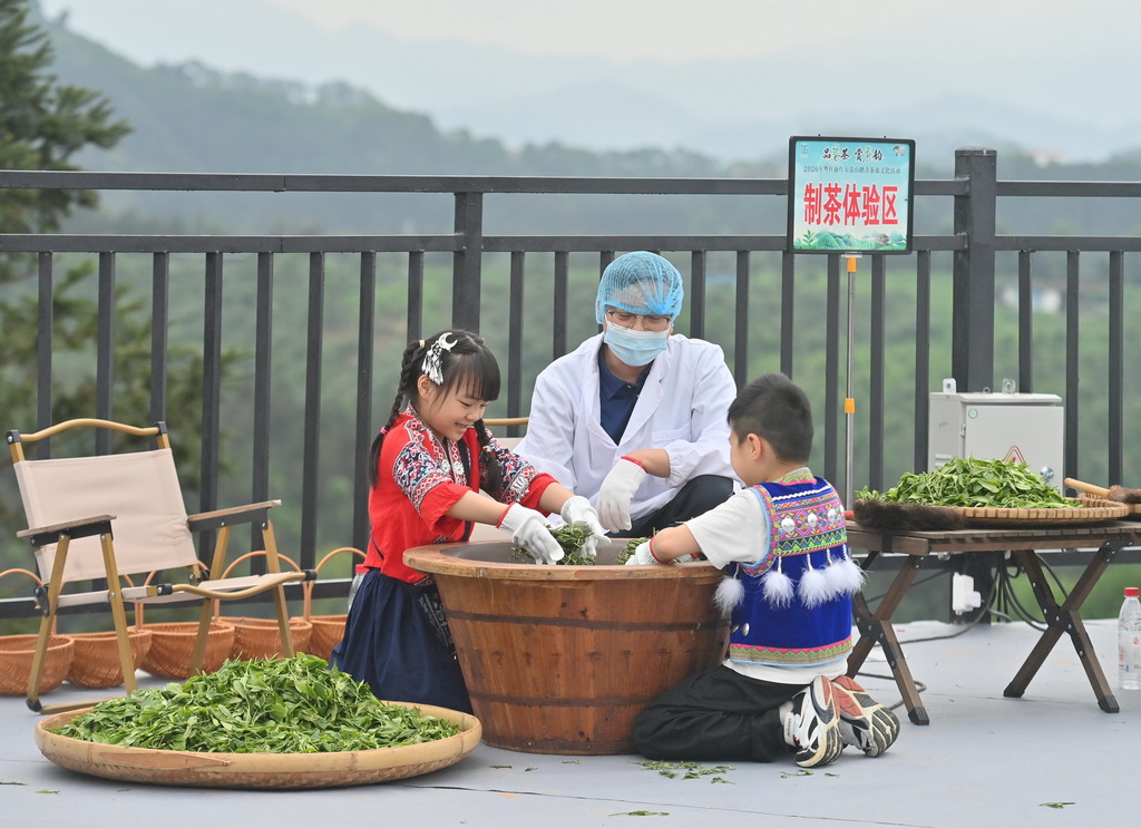 4月12日，在广西融水苗族自治县水融香粤桂协作现代农业产业园，小朋友在茶山上体验制茶。