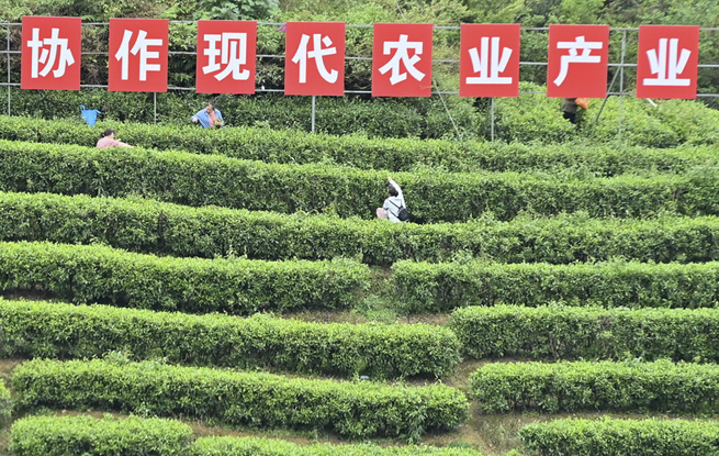 踏青品茶大苗山