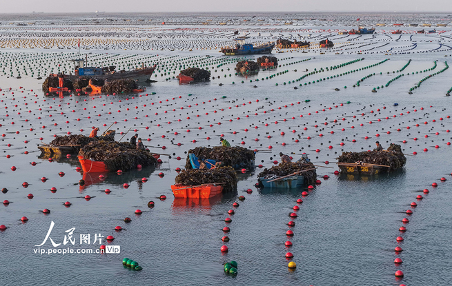 山东荣成：海带丰收
