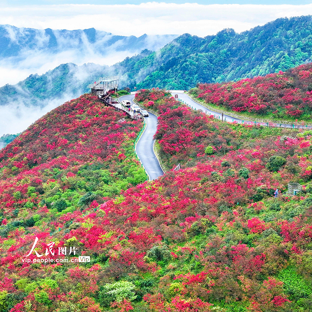 湖南双牌：杜鹃花开引客来【4】