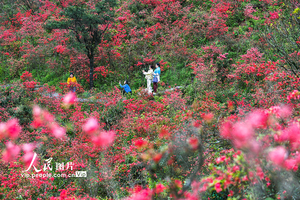 湖南双牌：杜鹃花开引客来【5】