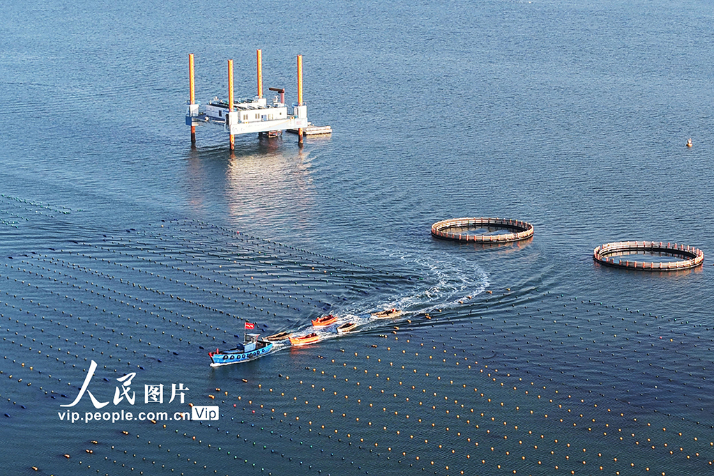 山东荣成：18万亩海带进入集中收获期【4】