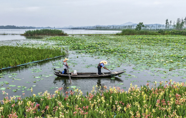 湖北浠水：策湖湿地护清波