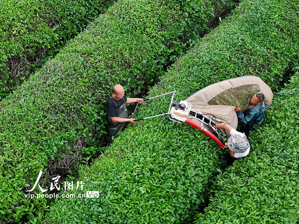 浙江东阳：抹茶基地采摘忙