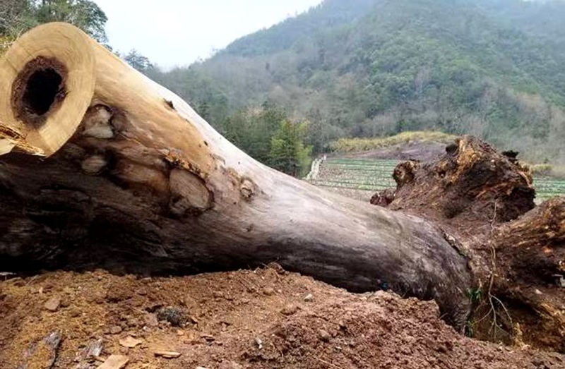今年3月，古树被发现遭挖出并被切割。受访者供图