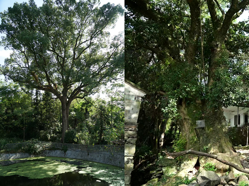 两棵一级保护古树（左为500年香樟、右为600年苦槠）原貌。受访者供图
