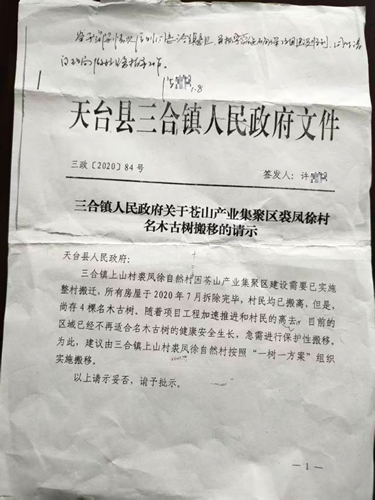 三合镇政府关于裘凤徐村名木古树搬移的请示。受访者供图