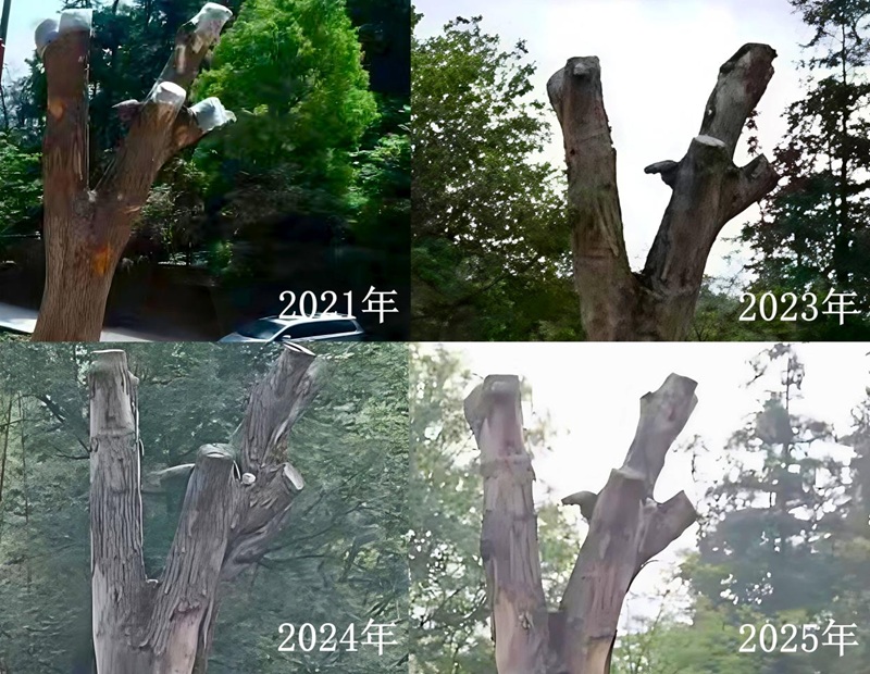 移植后的古樟树，连续多年没有长树叶。受访者供图