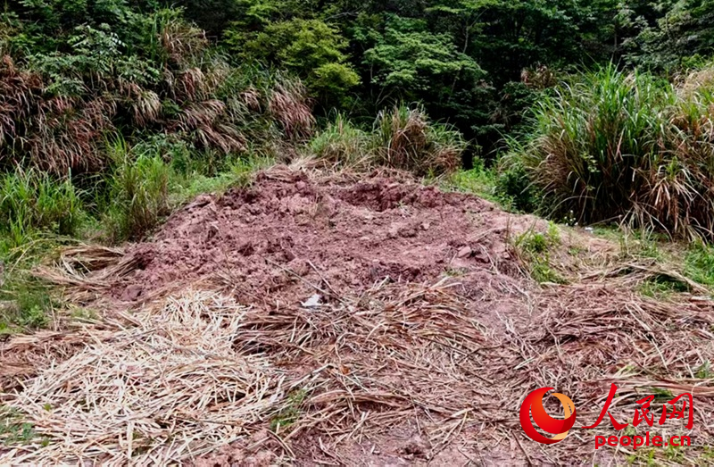 原本移植点位，古树已不见踪迹。人民网记者 张丽玮摄