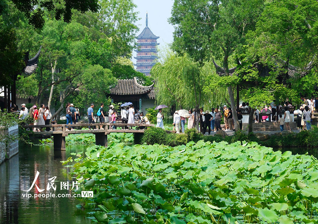 江苏苏州：拙政园夏荷叠翠享清凉【3】
