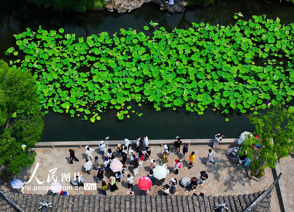 江苏苏州：拙政园夏荷叠翠享清凉【5】