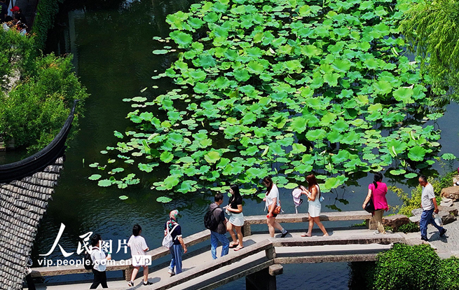 江苏苏州：拙政园夏荷叠翠享清凉