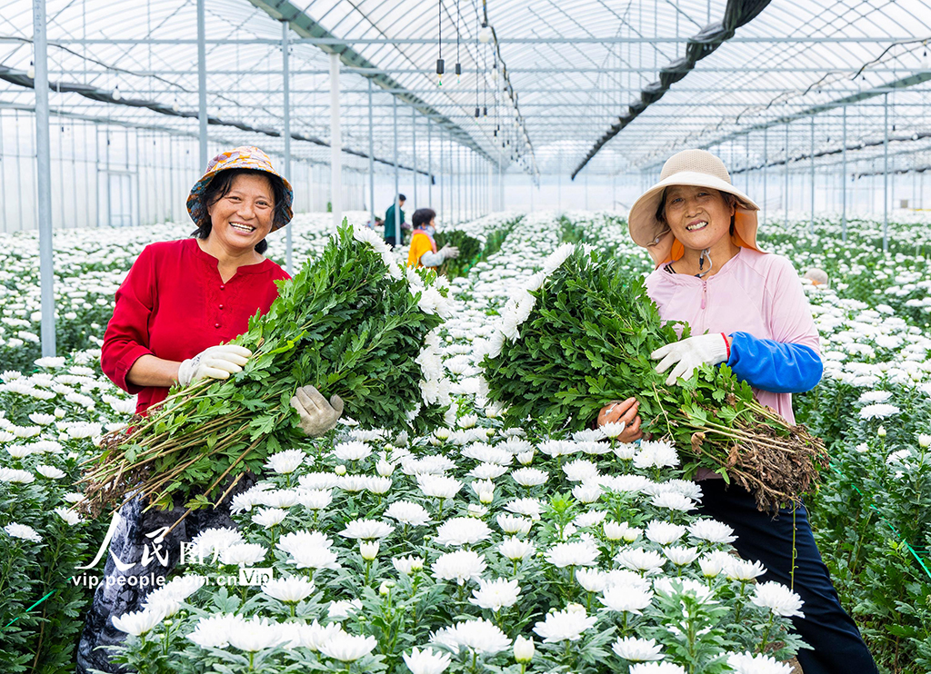 江苏泗洪：订单菊花开出致富花【5】
