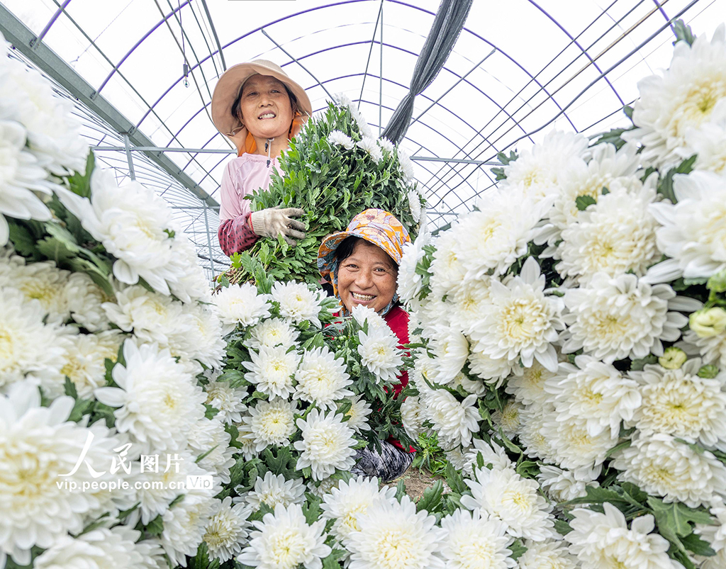 江苏泗洪：订单菊花开出致富花