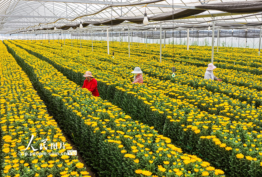江苏泗洪：订单菊花开出致富花【6】